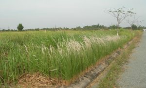 [TBTS] CME Chủ đề Đột quỵ & liệt nửa người